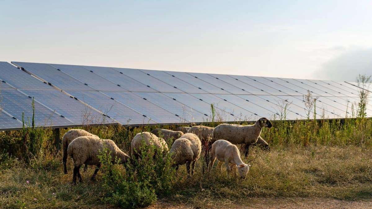 des moutons en train de paître