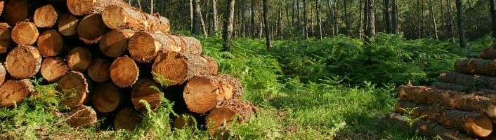 troncs de bois empilés dans une forêt