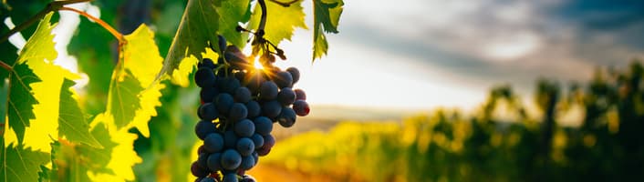 focus sur des vignes et raisins