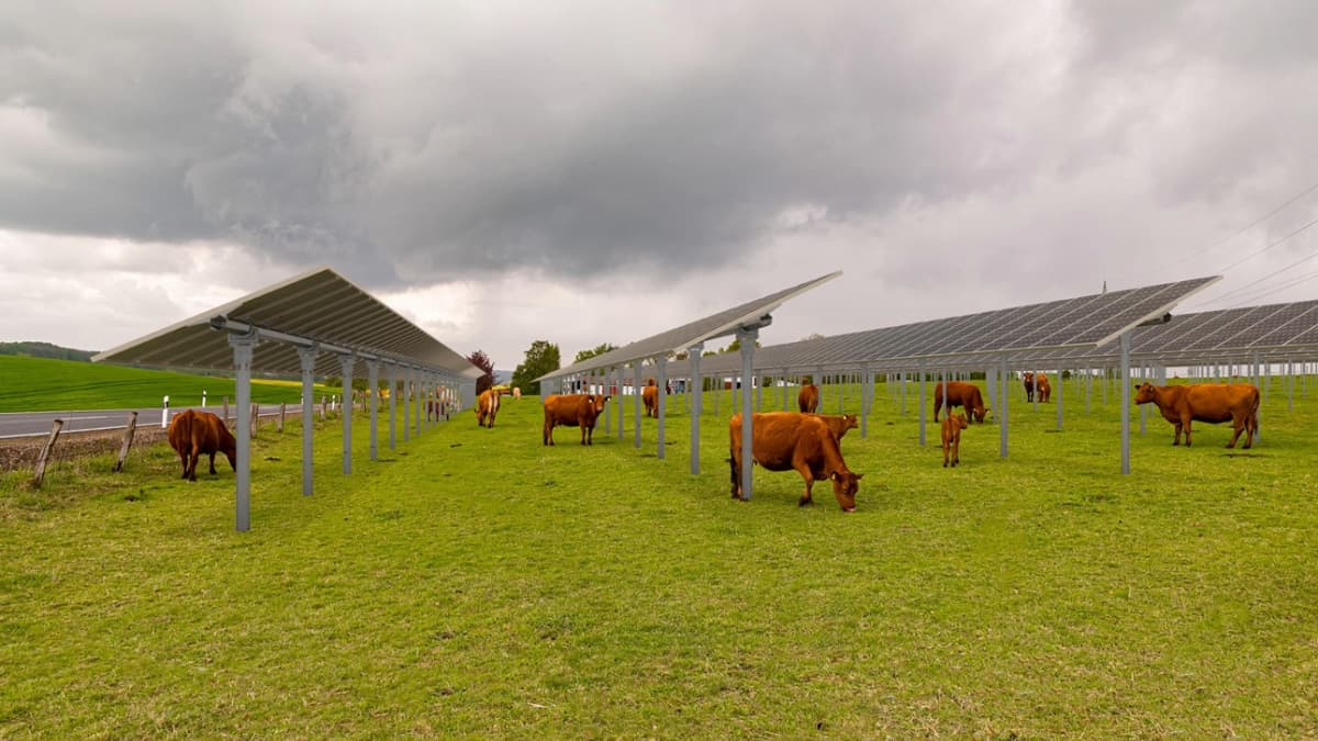 vue sur une ferme de bovins