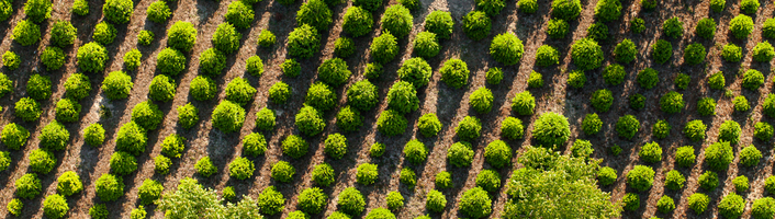 parcelle d'arbres fraîchement plantés