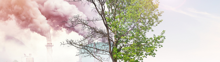 un arbre subissant le réchauffement climatique