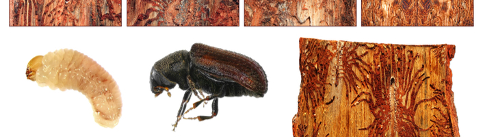 vignette des types de scolytes