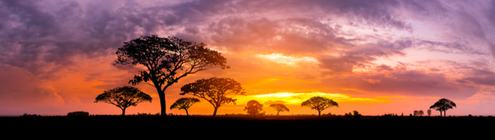 des acacias en plein couché de soleil