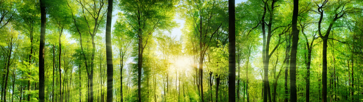 forêt illuminée et verdoyante