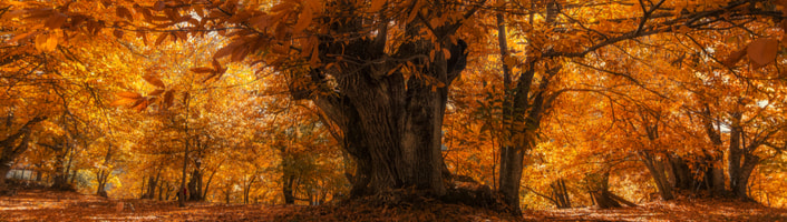 arbre châtaignier en automne