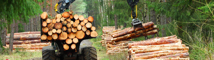 champs d'exploitation de bois d'énergie