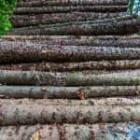 des troncs de bois empilés