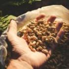 main remplie de pellets de bois
