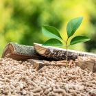une plante et des bûches sur du pellets