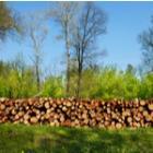 un mur de bois coupés en extérieur