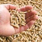 mains remplies de pellets de bois