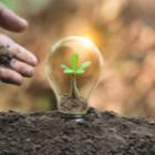 plante dans une ampoule enfouie par du terreau