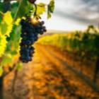 focus sur des vignes et raisins