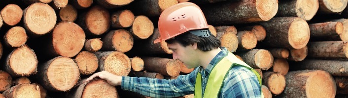 employé examinant des troncs d'arbres coupés