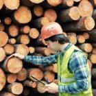 employé examinant des troncs d'arbres coupés