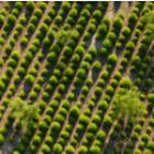 parcelle d'arbres fraîchement plantés