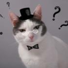 chat déguisé en aristocrate