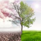 un arbre subissant le réchauffement climatique