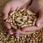mains remplies de pellets de bois