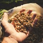 main remplie de pellets de bois