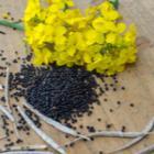focus sur graines et fleurs de colza