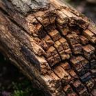 Bûche de bois atteinte de pourriture cubique