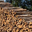 tas de bois empilés