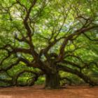 focus d'un chêne en forêt