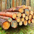 tas de troncs d'arbres empilés