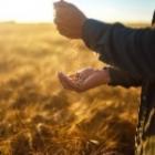 Total Energies agriculture
