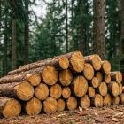 Stock de bois de sapin