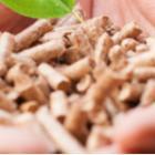 mains remplies de pellets de bois