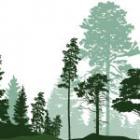 vignette d'une forêt