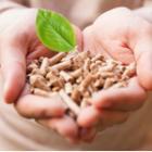 mains remplies de pellets de bois