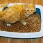chat roux dans une litière de pellets