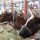 Le salon international de l’agriculture ouvre ses portes ce 23 février
