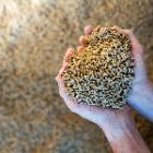 mains remplies de pellets de bois