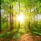 forêt illuminée et verdoyante