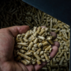 main remplie de pellets de bois