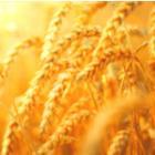 Coronavirus - quelle influence sur les céréales ?