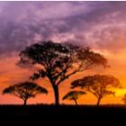 des acacias en plein couché de soleil