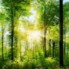 forêt illuminée et verdoyante