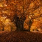 arbre châtaignier en automne