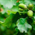 focus sur branches de chêne et leurs glands