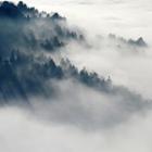 forêt brumeuse