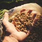 main remplie de pellets de bois