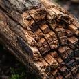 pourriture-cubique-causes-et-solutions-efficaces-image