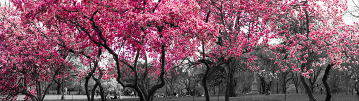 des cerisiers en fleur