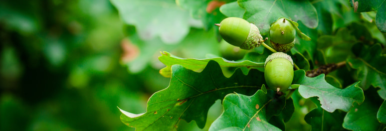focus sur branches de chêne et leurs glands